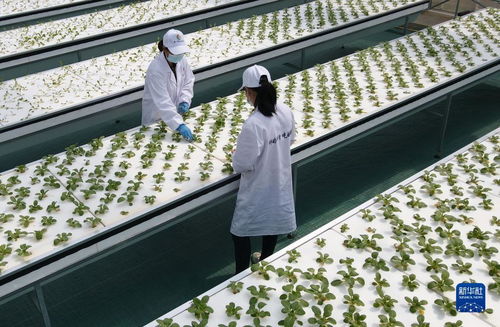 智慧菜園子 生物科技讓蔬菜長在墻上，好吃又時(shí)尚